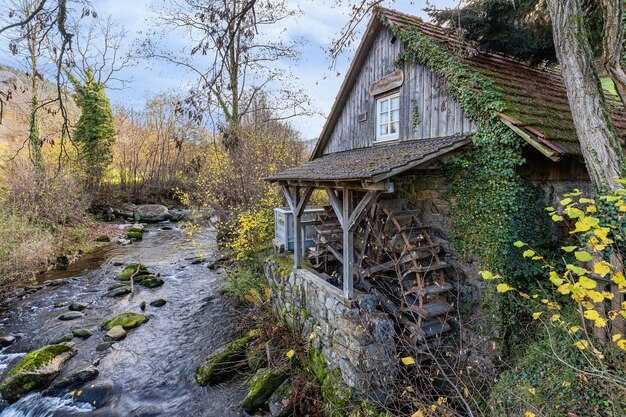 Красота местных лесов и флоры