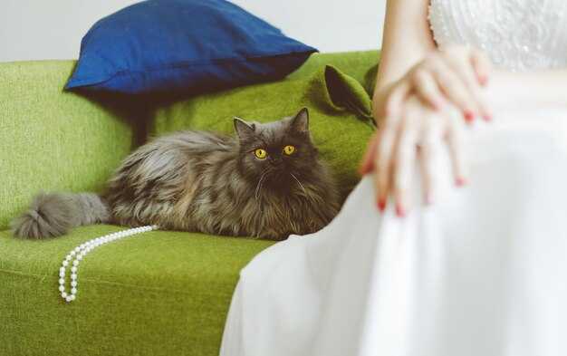Уникальные черты сибирякских кошек