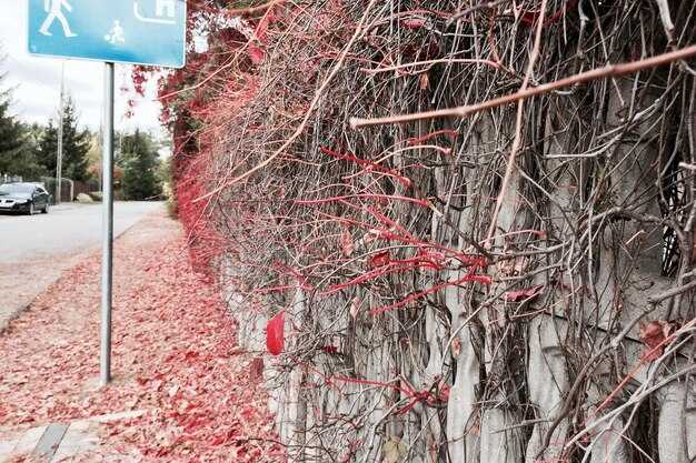 Обстоятельства аварии Madison Ivy